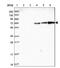 Ubiquitin C antibody, NBP2-54692, Novus Biologicals, Western Blot image 