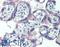 FBN2 antibody, LS-B15567, Lifespan Biosciences, Immunohistochemistry paraffin image 