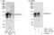 F-Box Protein 11 antibody, A301-178A, Bethyl Labs, Immunoprecipitation image 