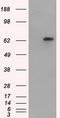 NLK antibody, TA501135S, Origene, Western Blot image 