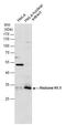 Histone H1.1 antibody, GTX129419, GeneTex, Western Blot image 