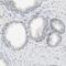 Membrane Spanning 4-Domains A8 antibody, NBP1-81025, Novus Biologicals, Immunohistochemistry paraffin image 