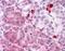 Malectin antibody, orb94782, Biorbyt, Immunohistochemistry paraffin image 