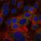 Fibrinogen Gamma Chain antibody, MA5-15906, Invitrogen Antibodies, Immunofluorescence image 