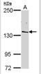 RNA Polymerase II Subunit B antibody, NBP2-53092, Novus Biologicals, Western Blot image 
