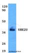 Ubiquitin Conjugating Enzyme E2 U antibody, A16541, Boster Biological Technology, Western Blot image 