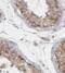 Family With Sequence Similarity 8 Member A1 antibody, FNab02998, FineTest, Immunohistochemistry paraffin image 