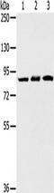 Synaptotagmin Like 5 antibody, TA350468, Origene, Western Blot image 