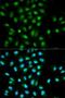 PYD And CARD Domain Containing antibody, LS-C331318, Lifespan Biosciences, Immunofluorescence image 