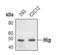 Hsc70-interacting protein antibody, PA5-17269, Invitrogen Antibodies, Western Blot image 