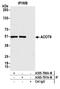 Acyl-CoA Thioesterase 9 antibody, A305-796A-M, Bethyl Labs, Immunoprecipitation image 