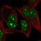 PR domain zinc finger protein 5 antibody, NBP2-13810, Novus Biologicals, Immunofluorescence image 