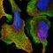 Protein Dom3Z antibody, HPA046708, Atlas Antibodies, Immunofluorescence image 