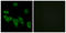 Olfactory Receptor Family 8 Subfamily H Member 3 antibody, LS-C120919, Lifespan Biosciences, Immunofluorescence image 