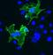 PRP antibody, PRN, Aves Labs, Immunofluorescence image 