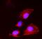 Stratifin antibody, PA1797, Boster Biological Technology, Immunofluorescence image 