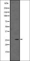 Kallikrein Related Peptidase 12 antibody, orb335513, Biorbyt, Western Blot image 