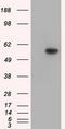 Thromboxane A Synthase 1 antibody, LS-C115358, Lifespan Biosciences, Western Blot image 
