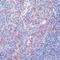 HDJ2 antibody, MA5-12748, Invitrogen Antibodies, Immunohistochemistry paraffin image 