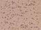 Early growth response protein 4 antibody, 205343-T08, Sino Biological, Immunohistochemistry paraffin image 