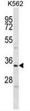 ELAV Like RNA Binding Protein 2 antibody, AP51407PU-N, Origene, Western Blot image 