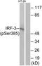 Interferon Regulatory Factor 3 antibody, TA311896, Origene, Western Blot image 