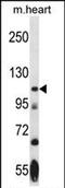 Serine/threonine-protein kinase Nek9 antibody, PA5-71895, Invitrogen Antibodies, Western Blot image 