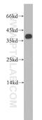 Sfrs2 antibody, 20371-1-AP, Proteintech Group, Western Blot image 