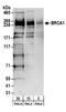 BRCA1 DNA Repair Associated antibody, A301-377A, Bethyl Labs, Western Blot image 