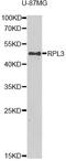 Ribosomal Protein L3 antibody, STJ29053, St John