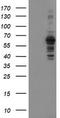 Sentrin-specific protease 2 antibody, CF800130, Origene, Western Blot image 