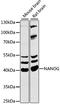 Nanog Homeobox antibody, LS-C749162, Lifespan Biosciences, Western Blot image 