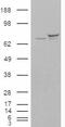 Cyclophilin D antibody, 46-209, ProSci, Western Blot image 