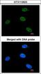 TFIIH basal transcription factor complex helicase XPB subunit antibody, LS-C109360, Lifespan Biosciences, Immunofluorescence image 