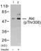 Protein kinase B antibody, TA313265, Origene, Western Blot image 