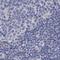 EFR3 Homolog A antibody, NBP1-81539, Novus Biologicals, Immunohistochemistry paraffin image 