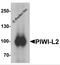 Piwi Like RNA-Mediated Gene Silencing 2 antibody, 6569, ProSci, Western Blot image 