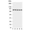 Sp1 Transcription Factor antibody, R31000, NSJ Bioreagents, Western Blot image 