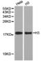 Histone H3.1t antibody, TA327342, Origene, Western Blot image 
