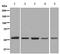 hnRNP I antibody, ab133734, Abcam, Western Blot image 