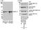 Serine/Threonine Kinase 4 antibody, NB110-39128, Novus Biologicals, Immunoprecipitation image 