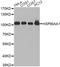 HSP90AA1 antibody, A13501, ABclonal Technology, Western Blot image 