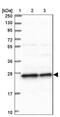 RNA Exonuclease 2 antibody, NBP1-85666, Novus Biologicals, Western Blot image 