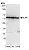TNF Receptor Associated Factor 3 antibody, A304-539A, Bethyl Labs, Western Blot image 
