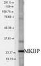 Heat Shock Protein Family B (Small) Member 2 antibody, orb95895, Biorbyt, Western Blot image 