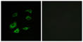 Anaphase-promoting complex subunit 1 antibody, abx014009, Abbexa, Western Blot image 