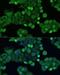 HsMAD2 antibody, LS-C746992, Lifespan Biosciences, Immunofluorescence image 