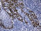F-Box Protein 6 antibody, M10049, Boster Biological Technology, Immunohistochemistry paraffin image 