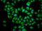 BICD Cargo Adaptor 2 antibody, LS-C680217, Lifespan Biosciences, Immunofluorescence image 