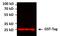 Glutathione-S-Transferase Tag antibody, MA4-004-A555, Invitrogen Antibodies, Western Blot image 
